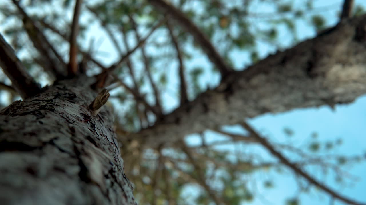Bottom up shot of wooden tree trunk with tree bark of fir tree in nature against blue sky