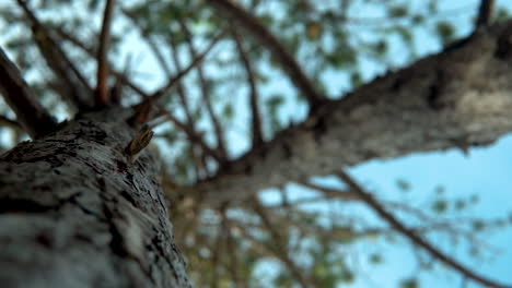 Bottom-up-shot-of-wooden-tree-trunk-with-tree-bark-of-fir-tree-in-nature-against-blue-sky