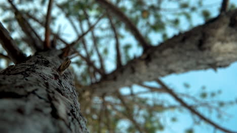 tiro de abajo hacia arriba del tronco de un árbol de madera con corteza de árbol de abeto en la naturaleza contra el cielo azul