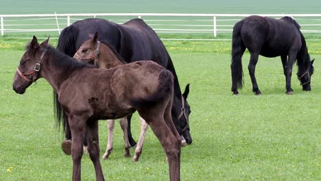 black kladrubian horse, mare with foal