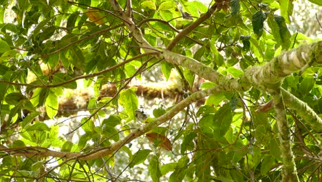 gorgeous brown and white bird perched on a leaf filled, mossy branch in the middle of the rainforest