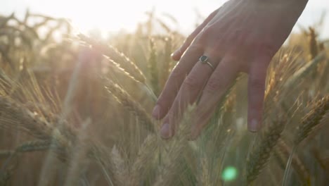 mujer de espíritu libre corriendo mano a través del trigo dorado al atardecer