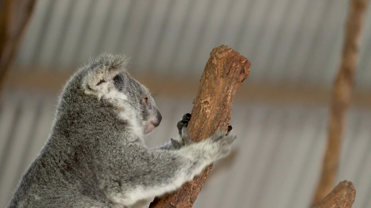 Un koala si arrampica su un ramo d'albero dalla superficie ruvida in un santuario nel Nuovo Galles del Sud, Australia.