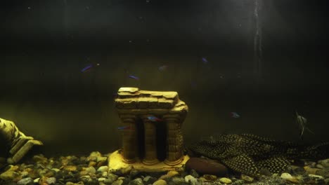 aquarium with fish and decorations