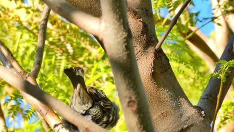 Ein-Hübscher-Spatz,-Der-Auf-Dem-Ast-Eines-Baumes-Sitzt-Und-Wedelt-Und-Seine-Position-ändert