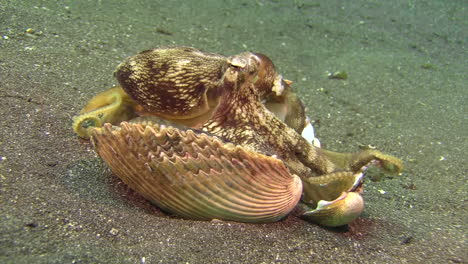 coconut octopus try to hide in several mollusk shells, siphon blow stirring up sand to confuse enemies