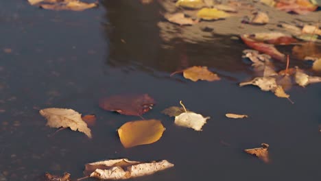 fallen leaves float and move slowly around on rain water