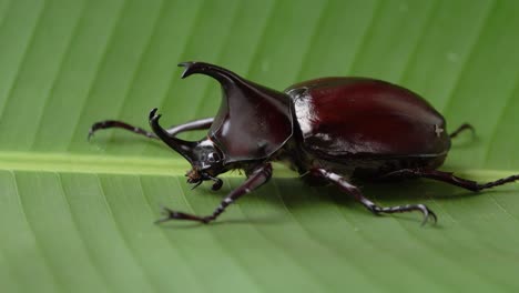 close up side view of large, shiny brown rhinoceros beetle, dynastinae