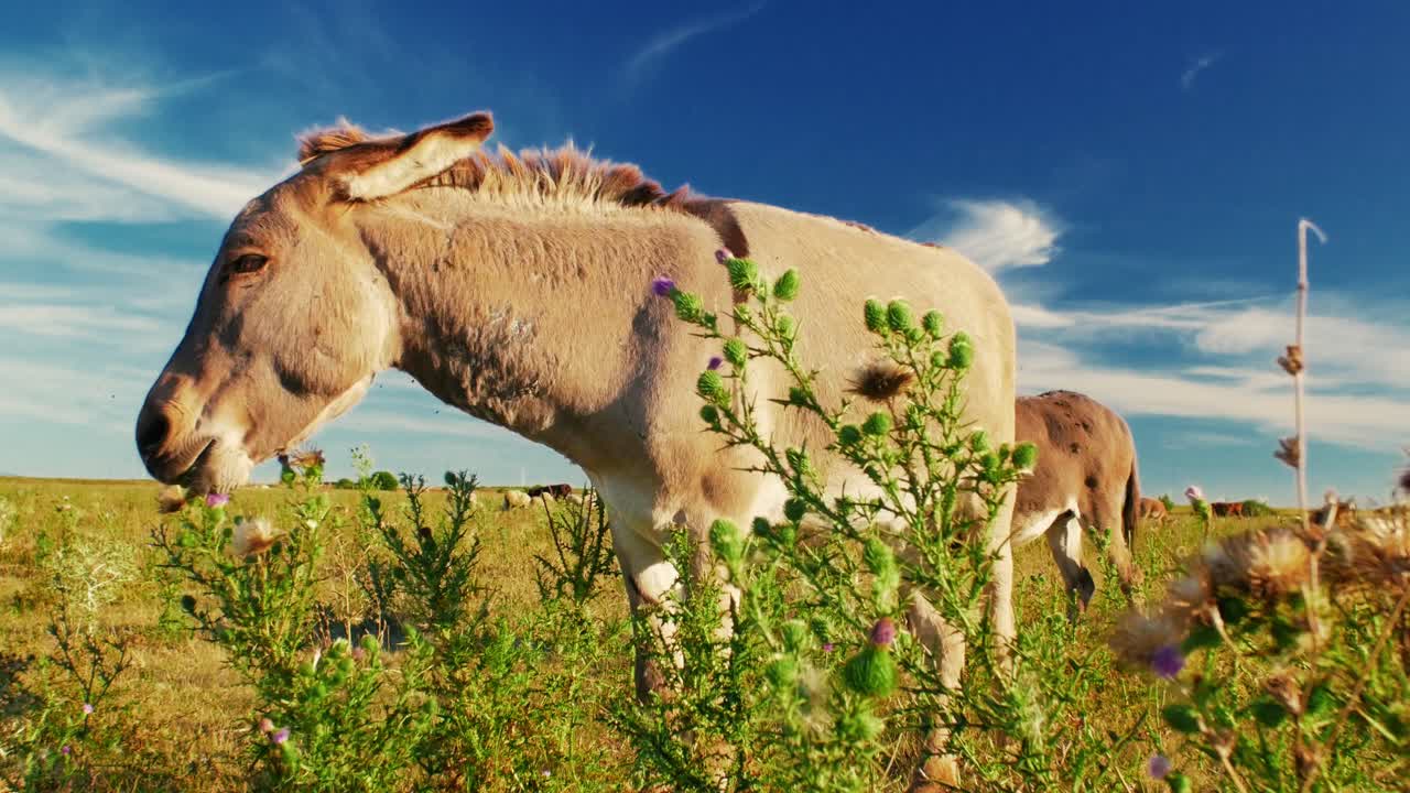 고 푸른 풀에서 낙타들이 평화롭게 먹이를 먹는 평온한 여름 날