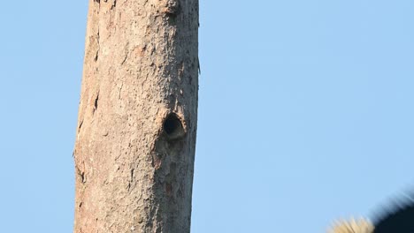 cálao coronado, rhyticeros undulatus, hembra, parque nacional khao yai, tailandia