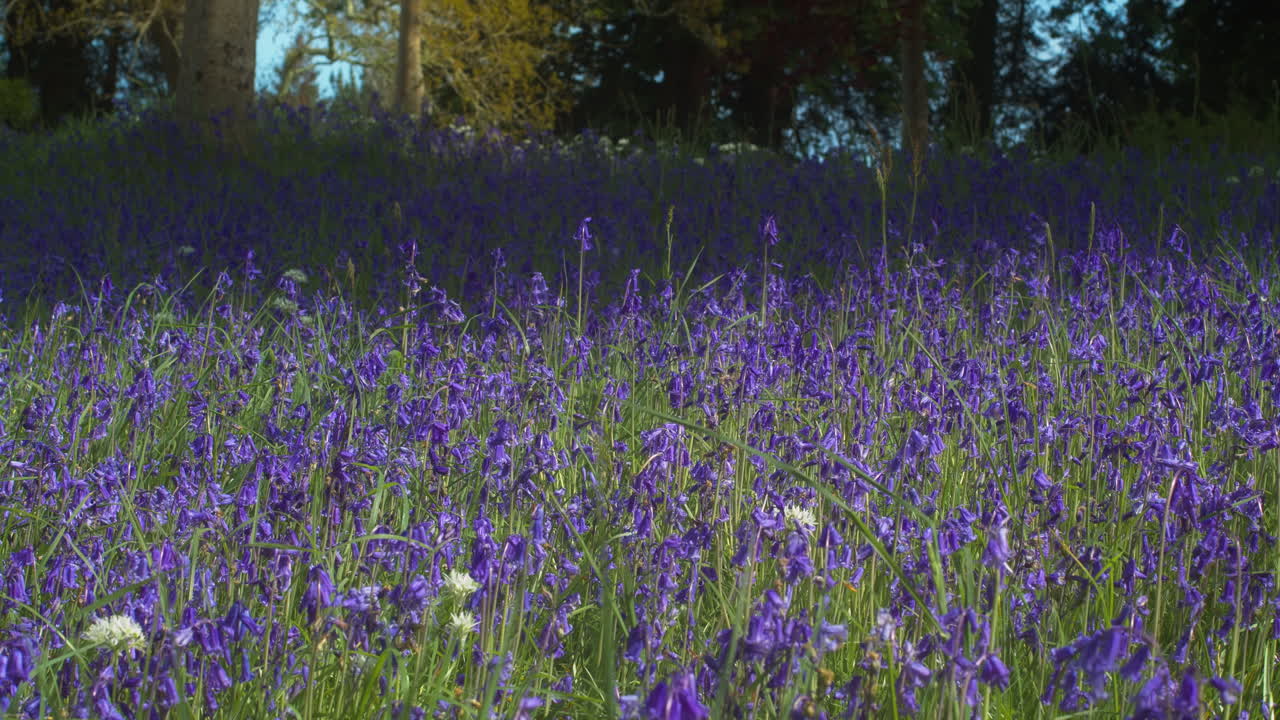 campanillas en flor en el bosque en el jardín botánico de enys en cornwall, inglaterra, reino unido