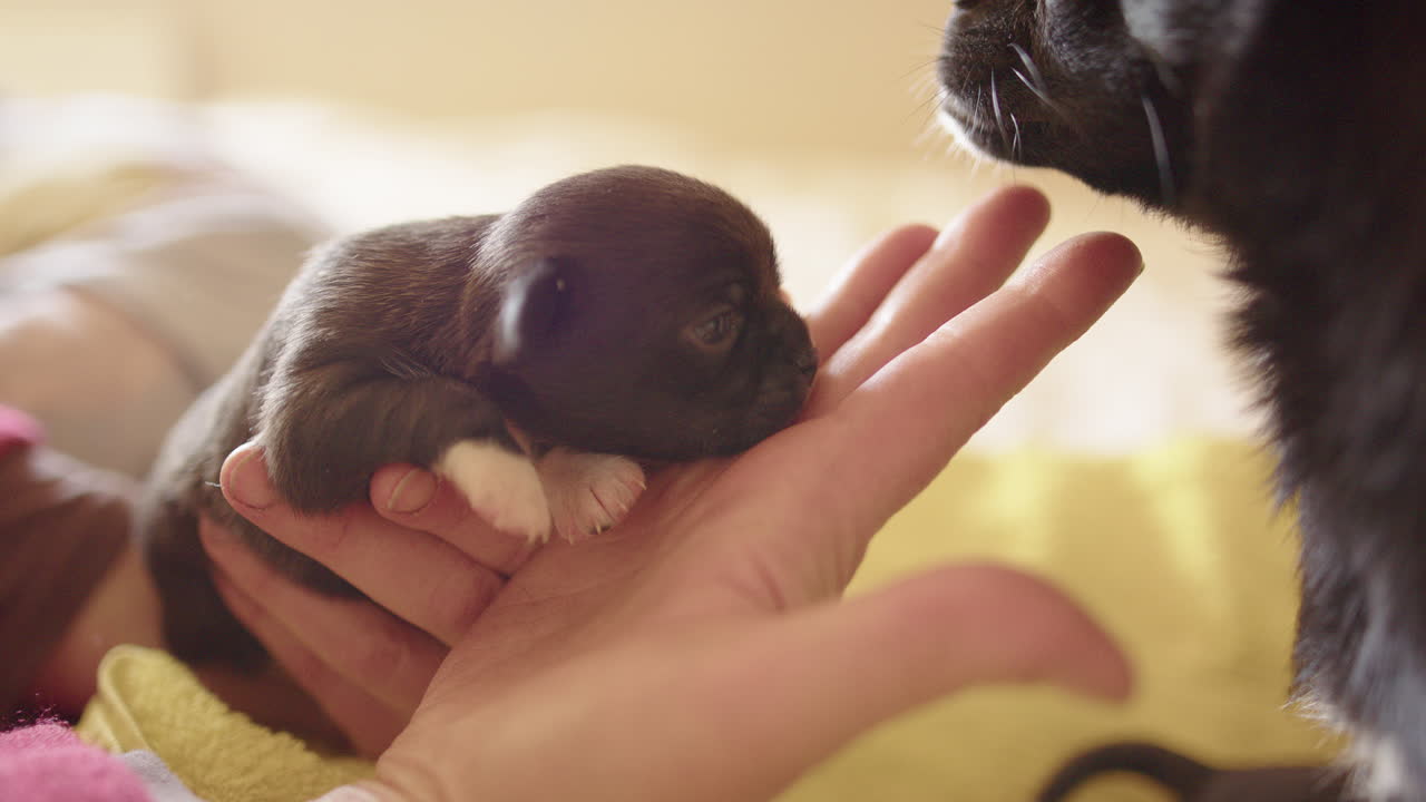 SLOW MOTION - A two week old puppy on a human hand, with its mother