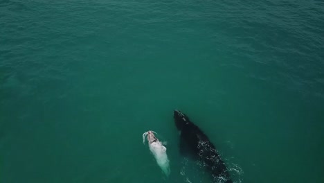4k drone shot of whale with albino calf