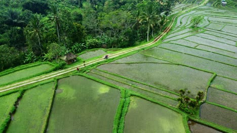 aerial 4k drone footage: bike driving through green jatiluwih rice terraces unesco, ubud, bali