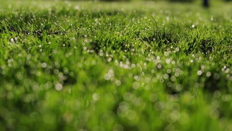 la hierba verde con gotas de rocío. la cámara se mueve