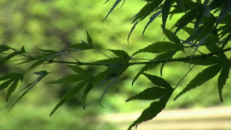 close-up of japanese maple leaves that also resemble marijuana or cannabis