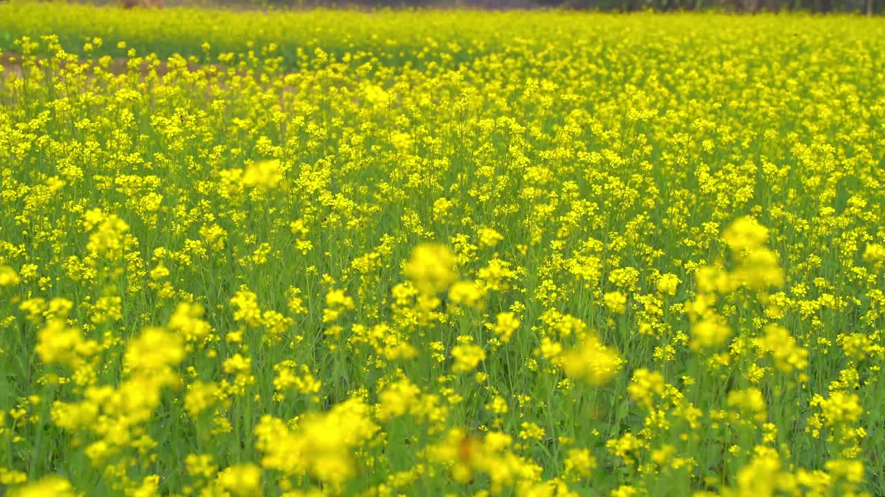 las abejas están recolectando miel de las flores en vastos campos de mostaza