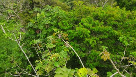 vista aérea completa, acercándose a un perezoso colgando de una rama de árbol en la selva amazónica en colombia