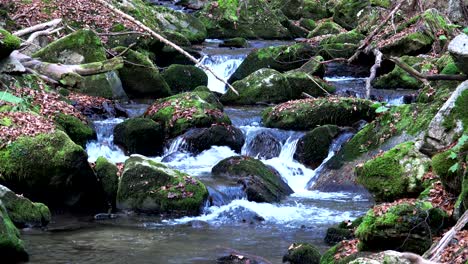 agua de manantial en el bosque, fondo de bucle de la naturaleza, sonido incluido