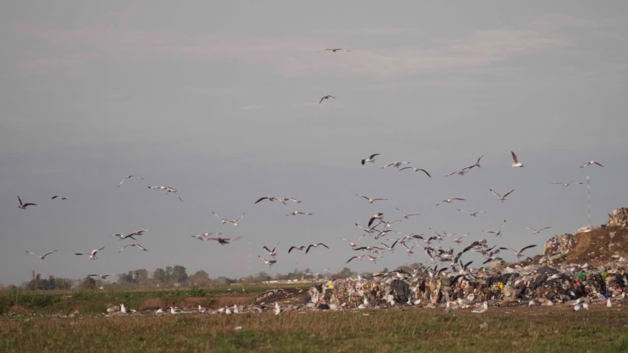 Slow motion, wide view of gulls flying over piles of waste in a waste processing facility