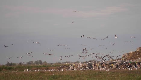 cámara lenta, vista panorámica de gaviotas volando sobre pilas de residuos en una instalación de procesamiento de residuos