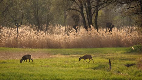 several deer are in a meadow, searching for food. it's spring, and everything is beginning to bloom. the sun is setting in the beautiful natural landscape. the animals are happy.