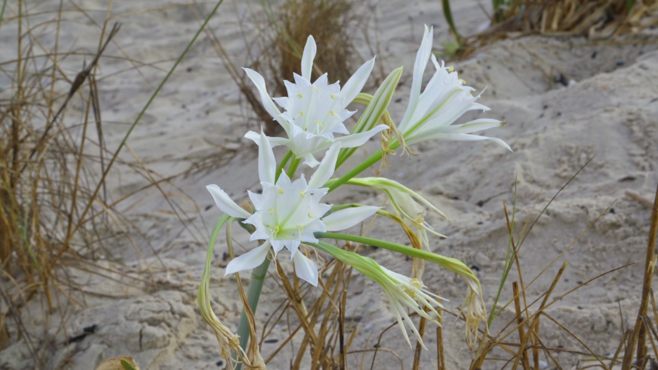 Pancratium maritimum, or sea daffodil, is a species of bulbous plant native to both sides of the Mediterranean region