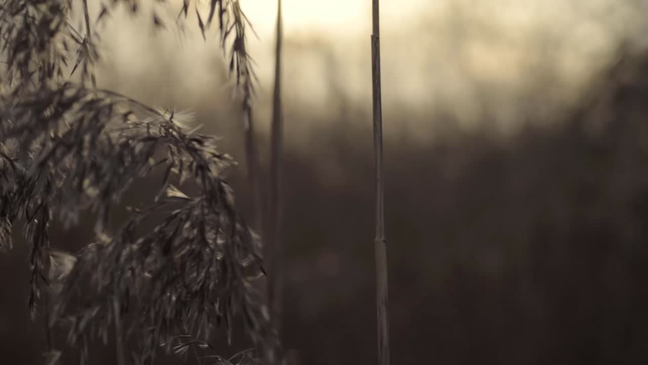Tall grasses and reeds in golden sunset