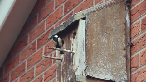 great tit enters bird box with food for its chicks