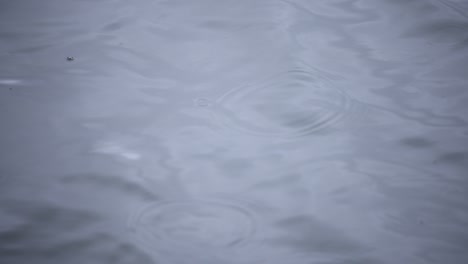 a slow motion of rain drop in the water the pond rainy day closeup