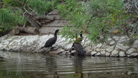 large, graceful great cormorant birds perch on the shore of a pond