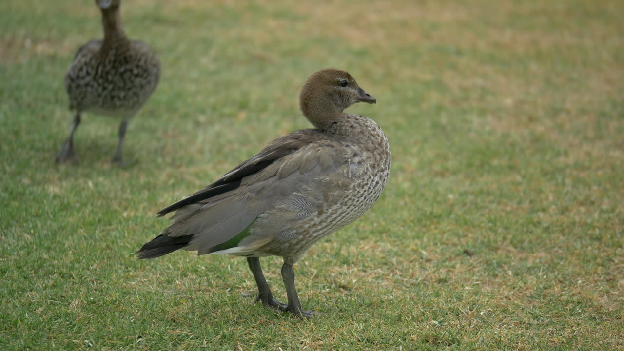 토종 호주 목오리가 머리를 들고 깃털을 흔든다