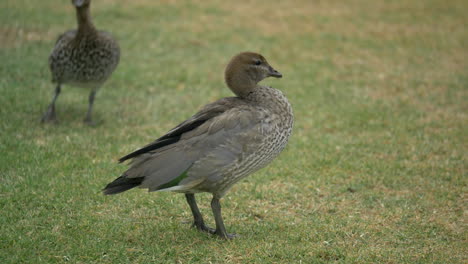 Native-Australian-Wood-Duck-Lifts-Head-And-Shakes-Feathers