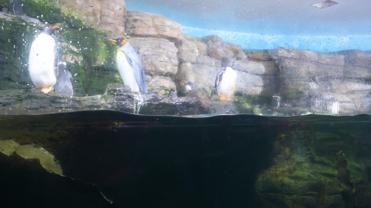 View of Gentoo penguins (Pygoscelis papua) swimming in the Antarctic habitat at Oceanografic, located in Valencia's City of Arts and Sciences, Europe's largest oceanographic park in Spain.