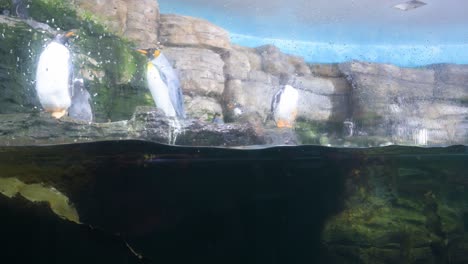 view of gentoo penguins (pygoscelis papua) swimming in the antarctic habitat at oceanografic, located in valencia's city of arts and sciences, europe's largest oceanographic park in spain.