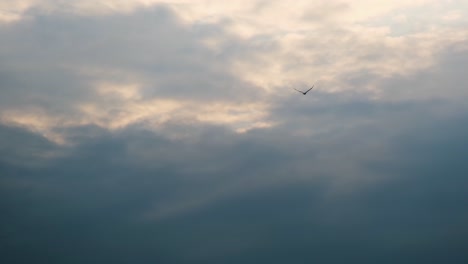 Wandernde-Wilde-Schwarze-Vögel,-Die-Hoch-Gegen-Den-Stimmungsvollen-Himmel-Schweben