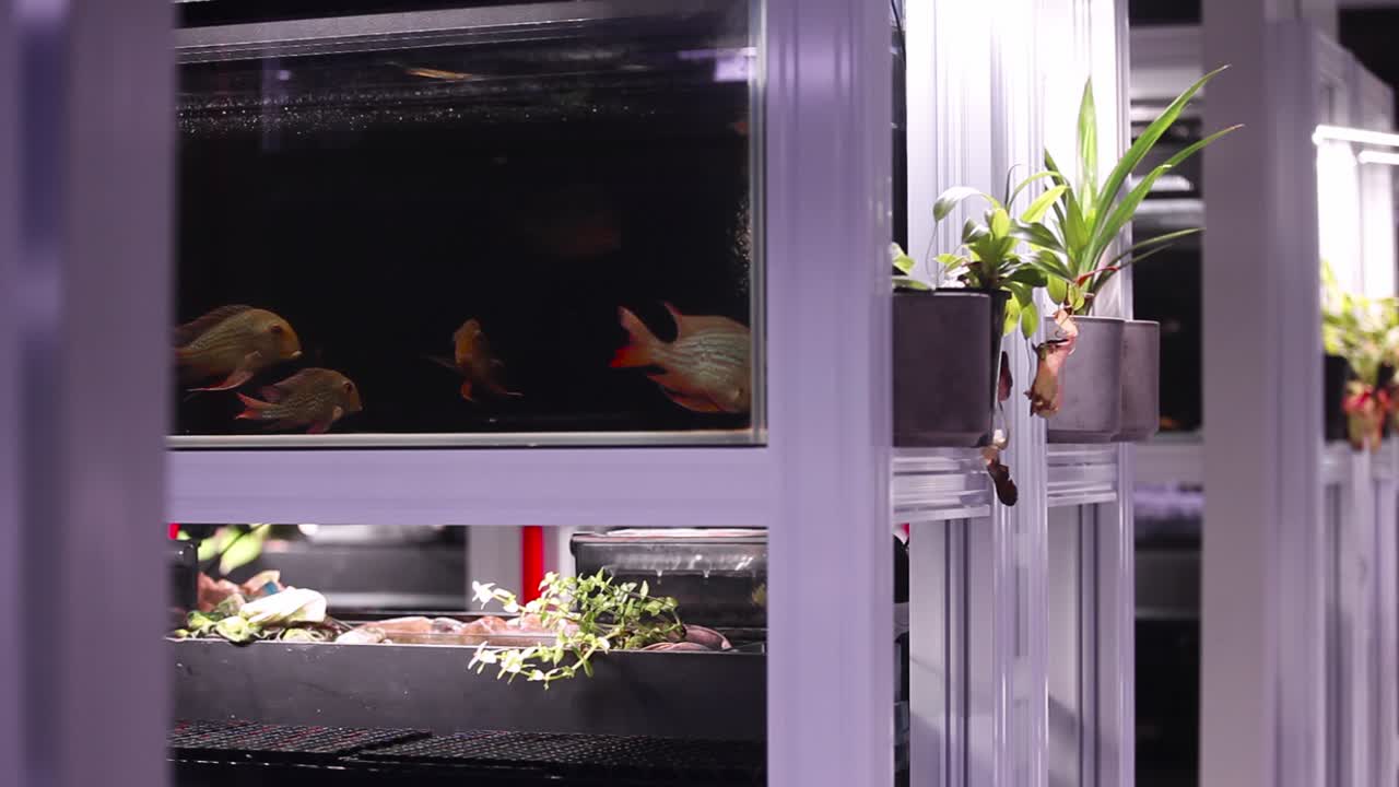 새로 설치된 어항에서 함께 평화롭게 헤엄치는 아름다운 수족관 민물고기