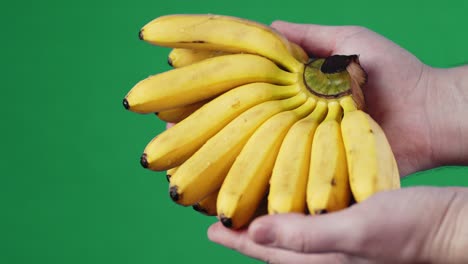 bunch of fresh bananas in the hands of men.