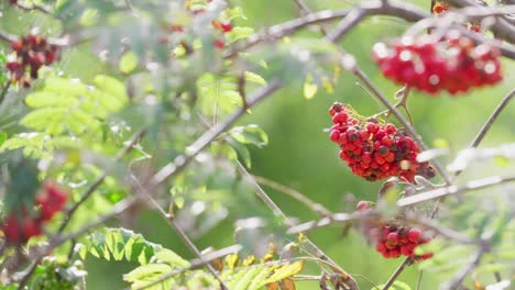 in morning sunlight, video displays ripe rowan berries