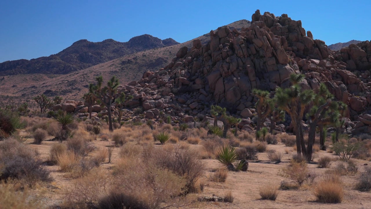 Parco Nazionale Joshua Tree California, albero di yucca, Contea di San Bernardino, Deserto del Mojave e del Colorado, 49 Palms, mezzogiorno, cielo blu vibrante e soleggiato, autunno inverno, paesaggio roccioso aspro, zoom indietro