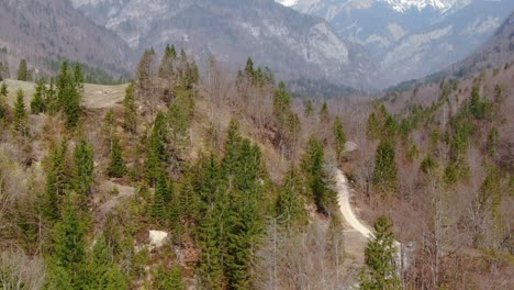 aerial forward above pine trees of the julian alps mountains, bohinj