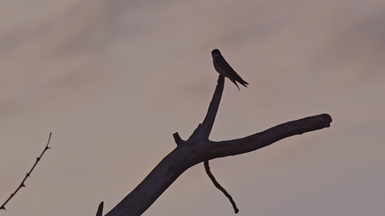 Dramatic silhouette shot of purple martin perched on tree limb