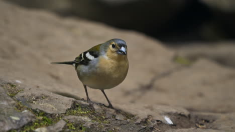 Close-up-of-small-colorful-tropical-bird-standing-on-rocks,-slow-motion