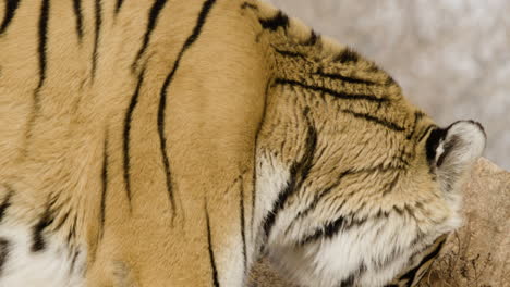 tiger turning head close up slowmo