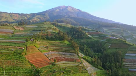 birds eye view over the plantations on the slopes of mount sumbing in indonesia