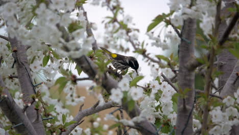 new holland honeyeater feeding on the nectar of cherry blossom flower