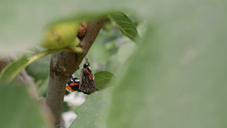 a butterfly among the leaves of the fig tree