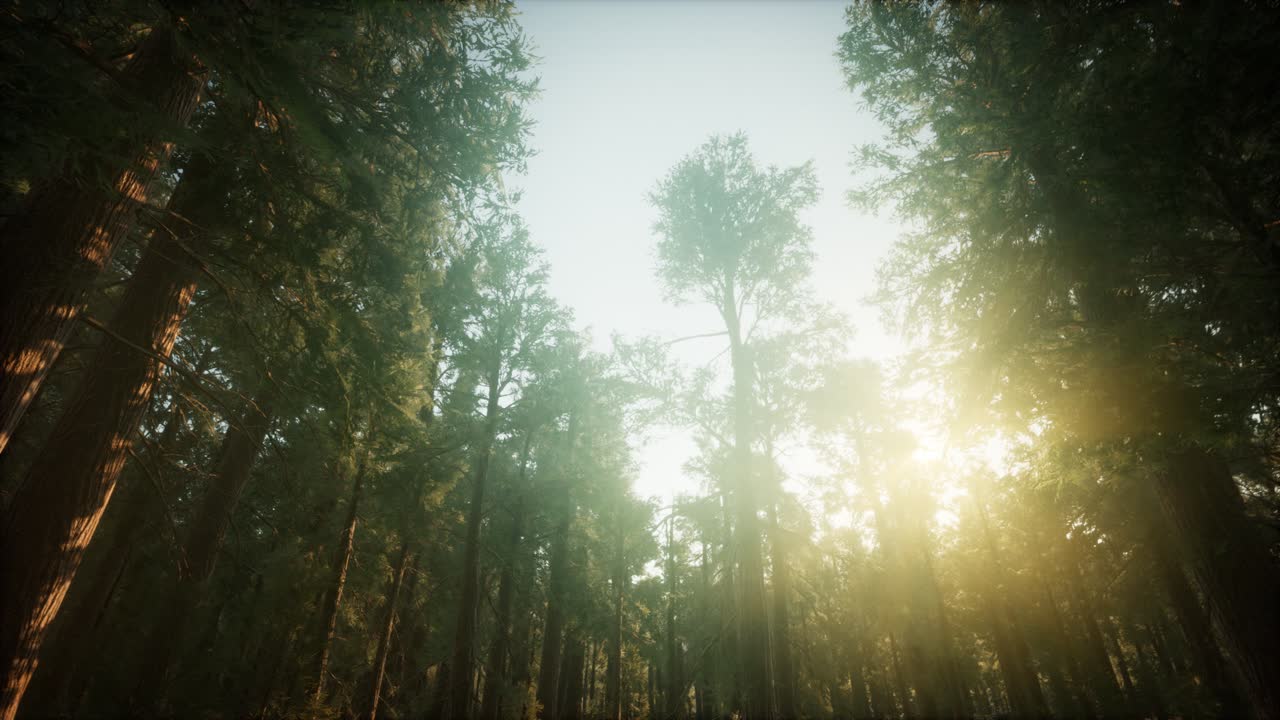 ⁇ 나무 숲 안개가 가득한 해가 지는 풍경