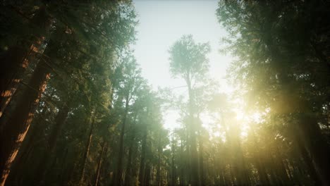 paisaje de puesta de sol brumosa del bosque de secuoya