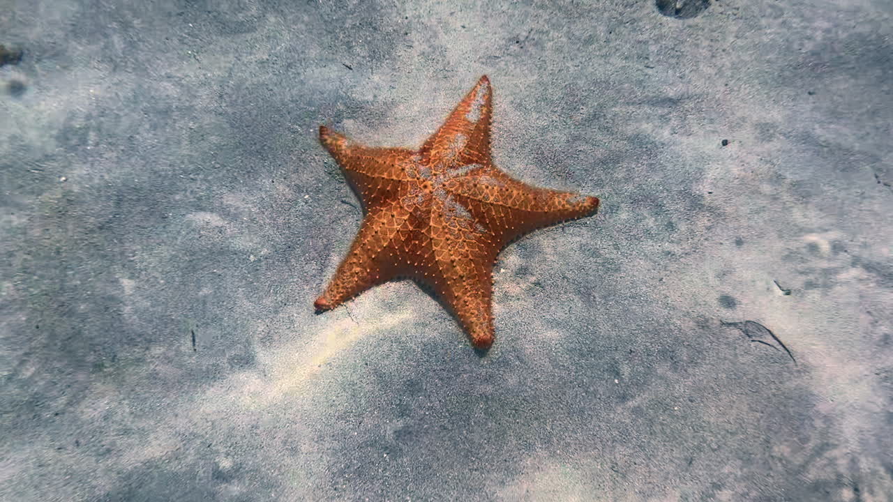Red Starfish Under The Clear Water Of Ocean In Summer. - closeup shot